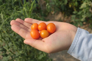 手中的新鲜小番茄