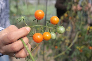 手捧鲜艳小番茄