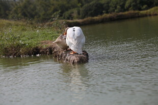 鸭子立于水边木头上