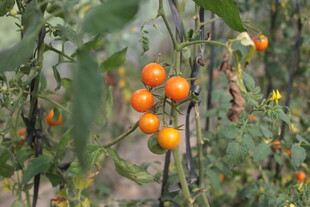 枝头的橙色小番茄