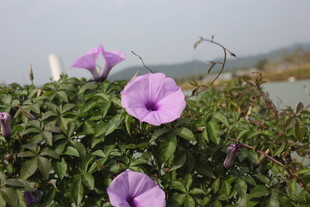 绽放的紫色牵牛花