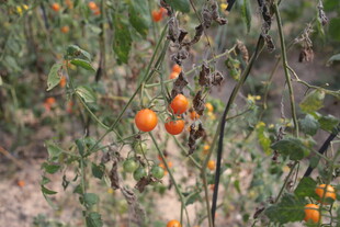 枝头挂满橙黄小果实