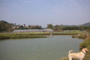 田园湖畔旁的可爱狗狗