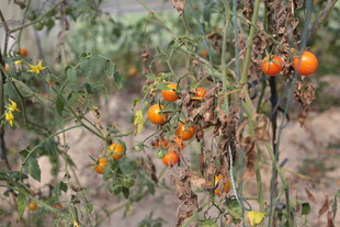 枝头成熟的橙色小番茄