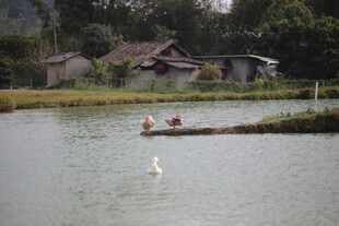 湖畔乡村美景 人与天鹅共赏