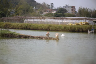 水乡小船悠然行