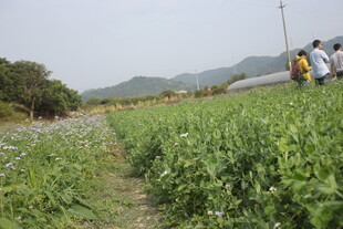 田野漫步的人群与自然风光