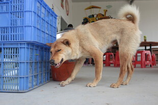 小狗嗅闻红色水盆