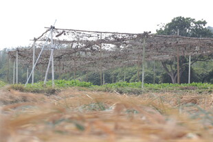 农田中的简易棚架设施