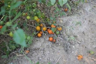 地上散落的橙色果实