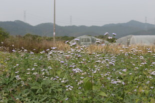 田野间绽放的白色小花