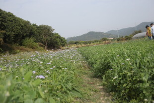 田园花径 漫步自然之美
