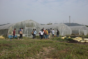 农田旁人群与大棚场景