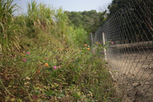 野外围栏旁的繁茂植物