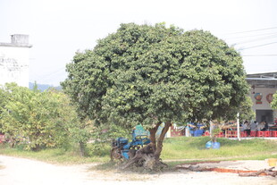 乡村路旁茂盛大树下的人