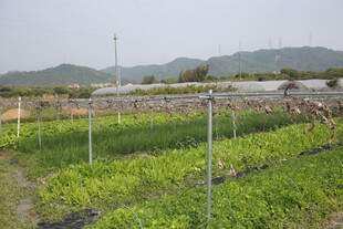 田园蔬菜种植景观