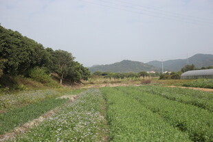 田园风光中的绿野农田