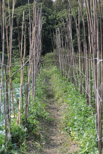 林间小径 绿意盎然的自然景