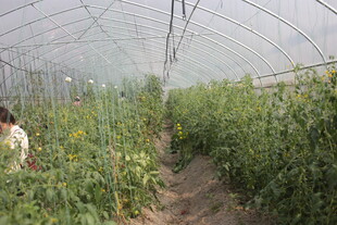 温室中劳作的人与蔬菜