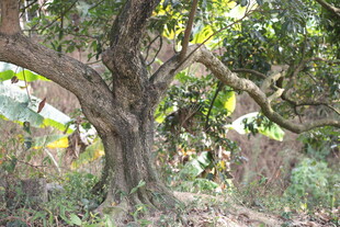 古老大树生长于繁茂林间