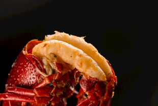 剥开的美味小龙虾特写