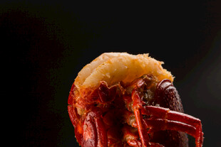 特写 色泽诱人的小龙虾头部