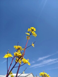 蓝天映衬下的黄色花朵