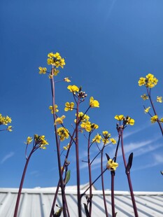 蓝天映衬下的黄色菜花