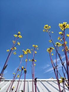 蓝天下的黄色菜花