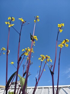 蓝天下的黄色菜花