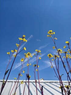 蓝天下的黄色菜花