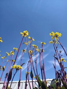 蓝天映衬下的黄色菜花
