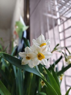 清新绽放的水仙花