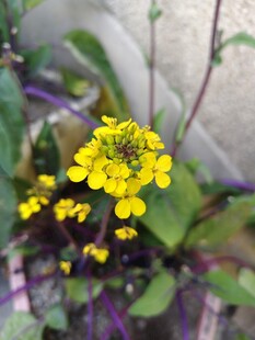 黄色菜花绽放于绿叶间