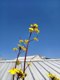 屋顶上的黄色小花