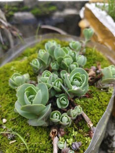 苔藓上的多肉植物