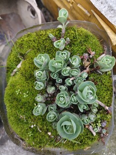 苔藓上的多肉植物