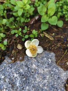 石缝中的白色茶花