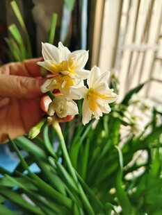 清新水仙花