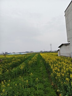 田野中的油菜花