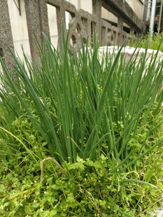 小葱种植