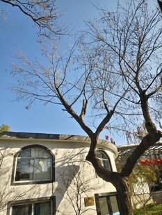 冬日光秃树枝下的房屋