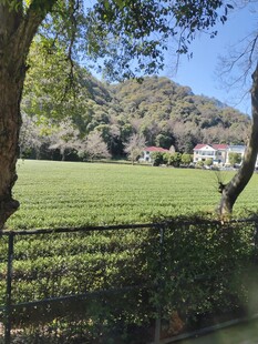 茶园风光