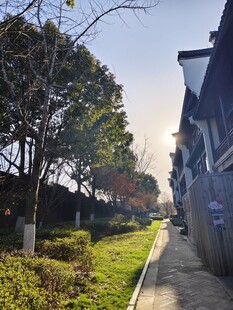 宁静街道 绿植景观