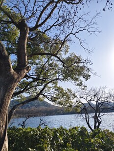 湖畔大树与远山美景