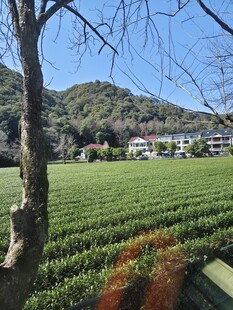 茶园风光