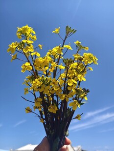 蓝天下 一把油菜花