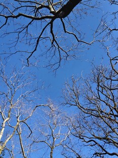 蓝天下光秃树枝