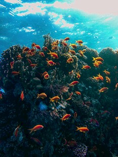 海底绚烂珊瑚与多彩小鱼
