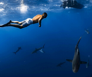 女子海中潜水遇鲨鱼